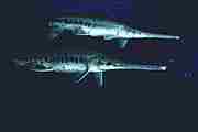 Gar